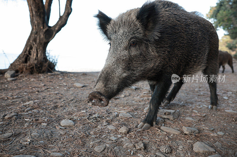 野猪(Sus scrofa)，欧亚野猪